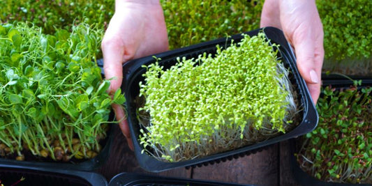 Microgreens: Tiny Greens, Big Benefits