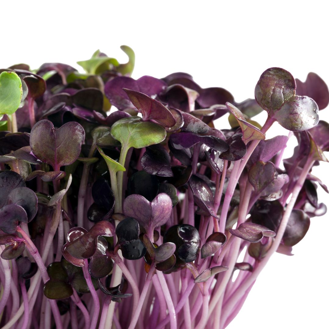 Purple Radish Microgreens