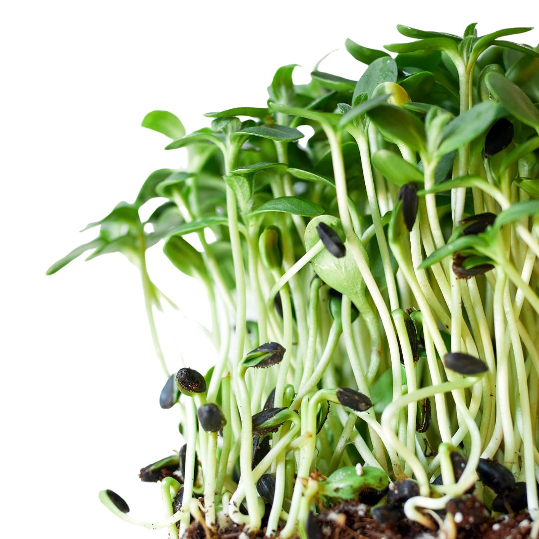 Sunflower Microgreens
