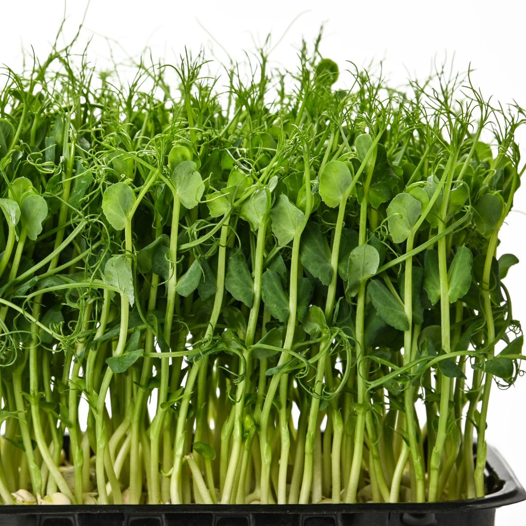 Pea Shoots - Pea Greens - Pea Tendrils